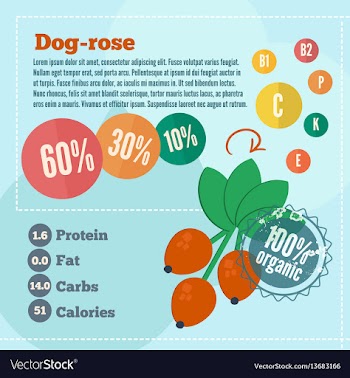 Dog rose concept infographics vector image