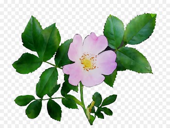 Dog-rose Glaucous dog rose Sweet-Brier Carolina rose Memorial rose -  