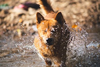 dog running across the water