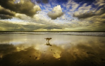 Dog Running on Seashore Under Blue Sky and White Clouds