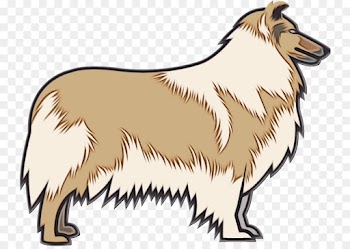 dog scotch collie collie rough collie dog breed