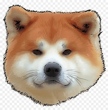 dog shiba inu akita akita inu dog breed