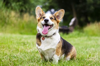 Dog Sits on Green Grass