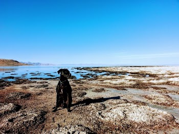 Dog Sitting in the Shore