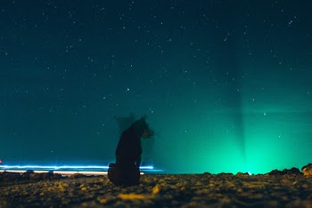Dog Sitting on Ground Under Blue Starry Sky during Nighttime