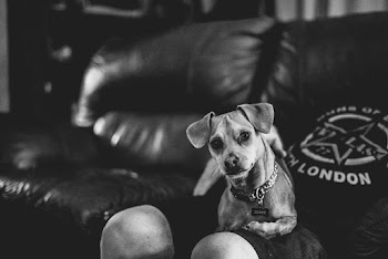 Dog Sitting On Man's Lap