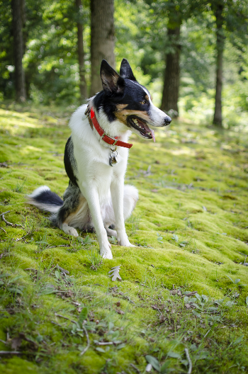 Dog Sitting on the Grass
