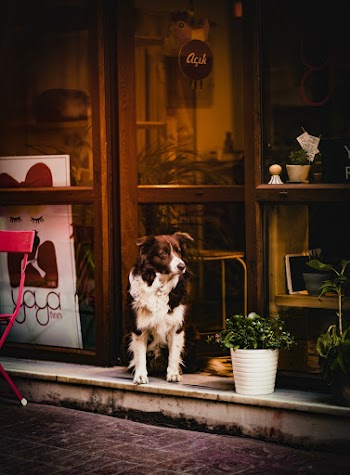 Dog Sitting Outside a Cafe
