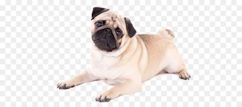 Dog Sitting png download - 599*399 - Free Transparent Pug png ...
