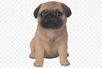 Dog Sitting png download - 600*600 - Free Transparent Pug png ...