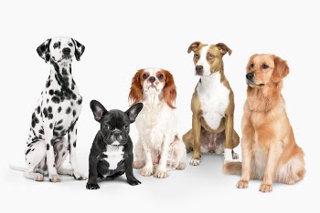 Dog sitting sticker set psd | Free PSD - rawpixel
