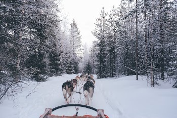 Dog sled pulled by dogs | Free Photo - rawpixel