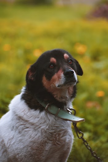 Dog Standing On Grass Field