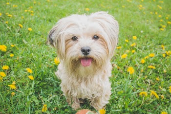 Dog Standing on Grass Field Close-up Photo