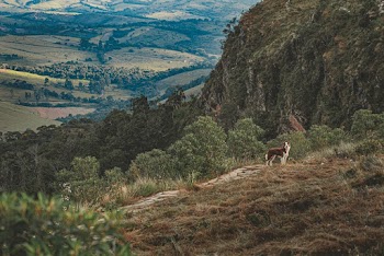 Dog Standing on Hill