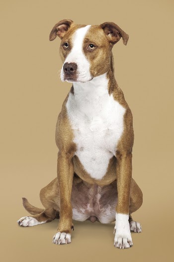 Dog sticker, American Pit Bull | Free PSD - rawpixel