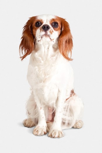 Dog sticker, Cavalier King Charles | Free PSD - rawpixel