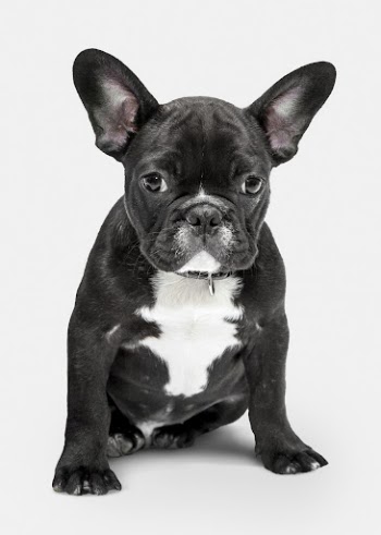 Dog sticker, cute French bulldog, | Free PSD - rawpixel