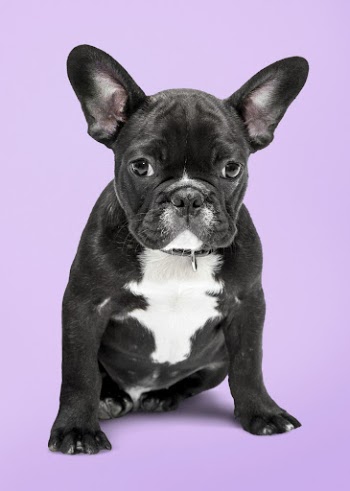 Dog sticker, cute French bulldog, | Free PSD - rawpixel