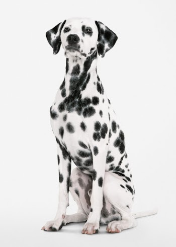 Dog sticker, Dalmatian sitting, animal | Free PSD - rawpixel