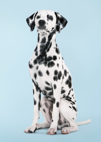 Dog sticker, Dalmatian sitting, animal | Free PSD - rawpixel