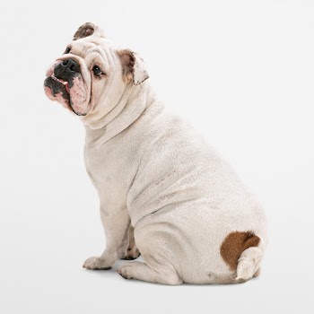 Dog sticker, English bulldog, animal | Free PSD - rawpixel