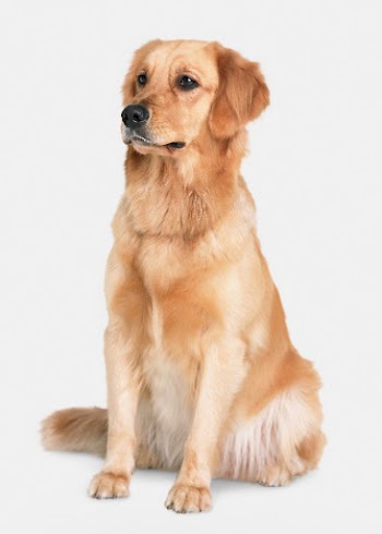 Dog sticker, Golden retriever, animal | Free PSD - rawpixel