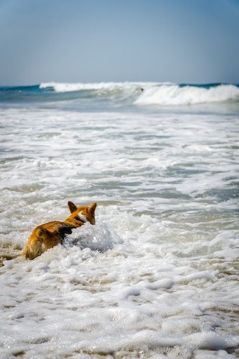 Dog Swimming at the Sea
