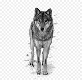 Dog T-shirt Top Blouse Shutterstock - Wolf 