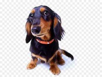 Dog training Shock collar Dog collar - Pet dog,pet 