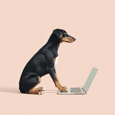 Dog Typing on Laptop Dog Typing on Laptop