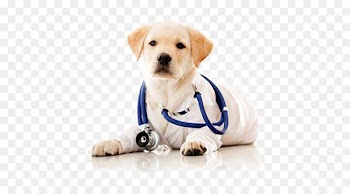 Dog Veterinarian Pet Clinique vxe9txe9rinaire Health Care - A dog doctor wearing a stethoscope 
