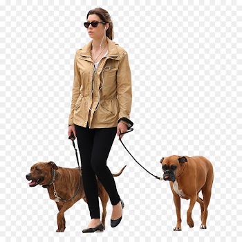 Dog walking Architectural rendering Pet sitting - Dog 
