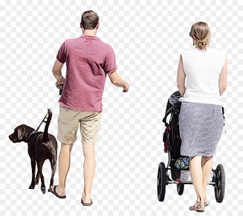 Dog Walking, Dog Breed, Labrador Retriever, Walking PNG