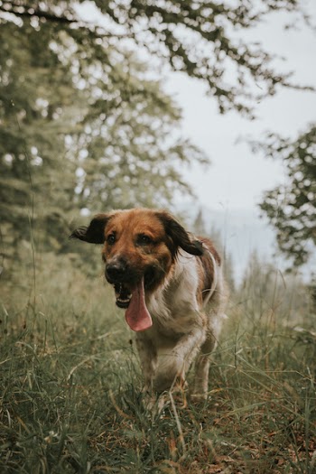 Dog Walking On Green Grass 