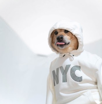 Dog Wearing A Hoodie