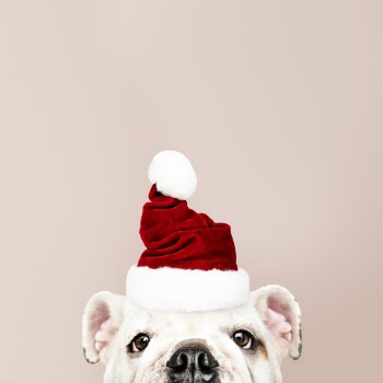 Dog Wearing A Santa Hat