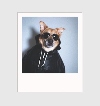 Dog Wearing Black Sunglasses