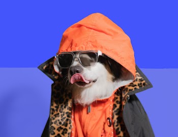 Dog Wearing Orange And Black Sweater