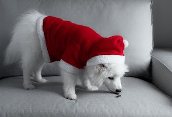 Dog Wearing Red and White Santa Costume