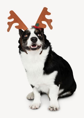 Dog wearing reindeer antlers, Christmas | Free PSD - rawpixel