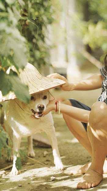 Dog Wearing Sun Hat