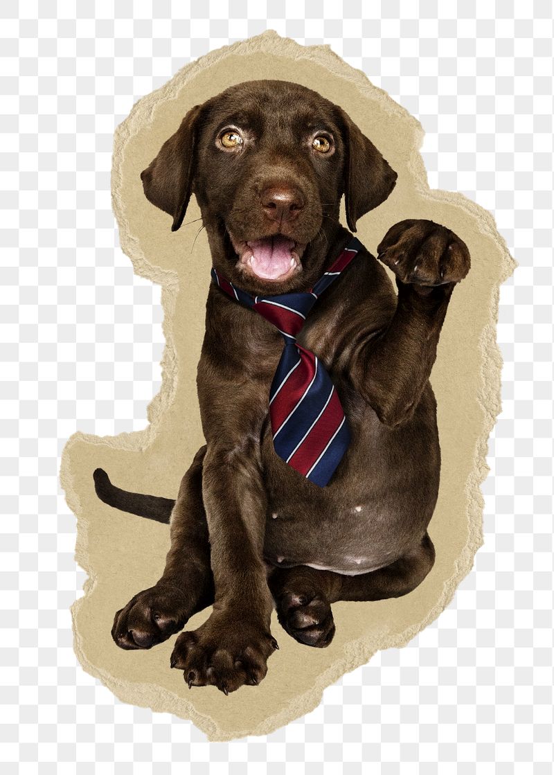 Dog wearing ties png sticker, | Free PNG - rawpixel