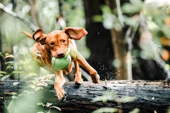 Dog With Ball in Mouth Jumping Over A Fallen Tree Trunk