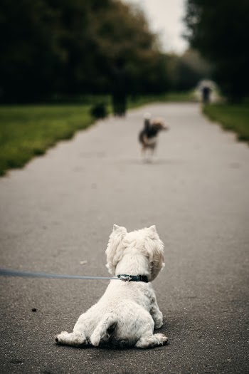 Dog With Leash on Pathway