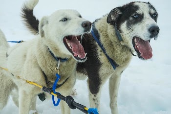 Dog with leash standing in snow. | Free Photo - rawpixel