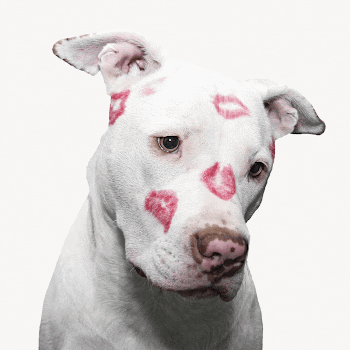 Dog with lipstick kisses collage | Free Photo - rawpixel