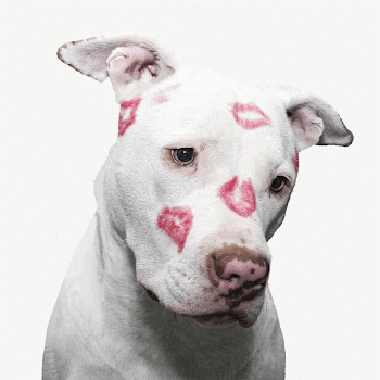 Dog with lipstick kisses collage | Free PSD - rawpixel
