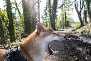          Dog Yawning Free Photo     
