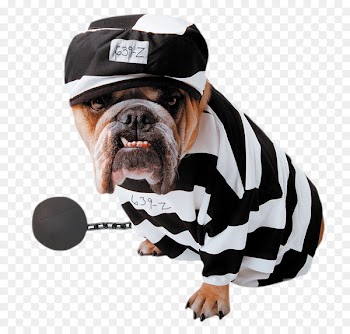 Dog Zelda Wisdom Amazon.com Costume Pet - Stripe dress puppy 